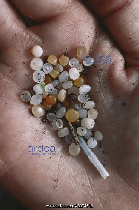 : Plastic Particles Collected from Caribbean Beach : Plastic Particles Collected from Caribbean Beach