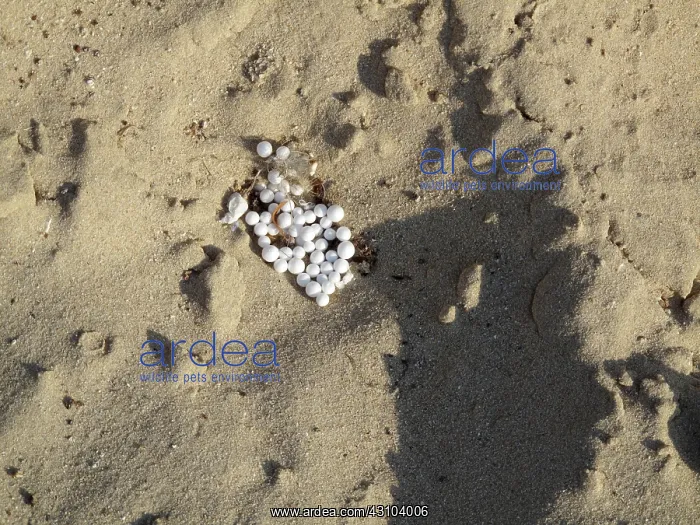 : Plastic pellets on Beach : Plastic pellets on Beach