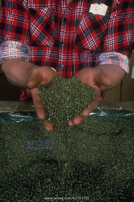 : Plastic Recycling : Plastic Recycling