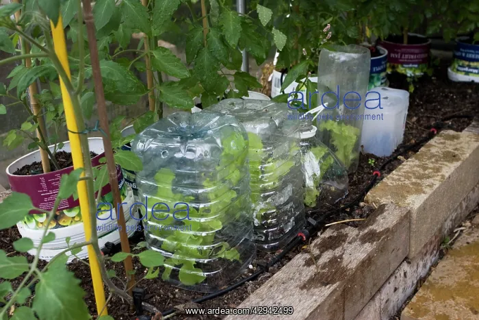 : Plastic water containers used as mini greenhouses : Plastic water containers used as mini greenhouses