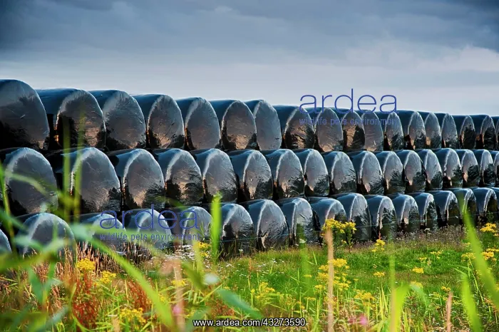 : Plastic wrapped round silage bales stacked in the : Plastic wrapped round silage bales stacked in the