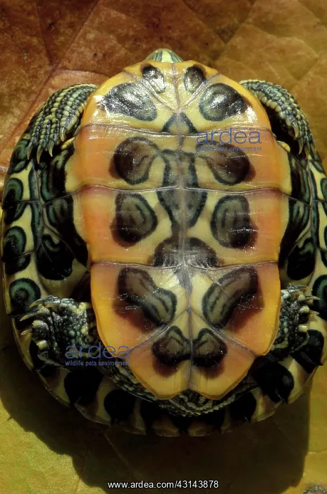 : Plastron of Red-Eared Slider : Plastron of Red-Eared Slider