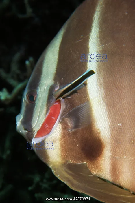 : Platax Teira with Cleaner Wrasse : Platax Teira with Cleaner Wrasse