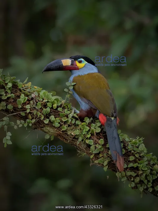 : Plate-billed Mountain Toucan (Andigena laminiros : Plate-billed Mountain Toucan (Andigena laminiros