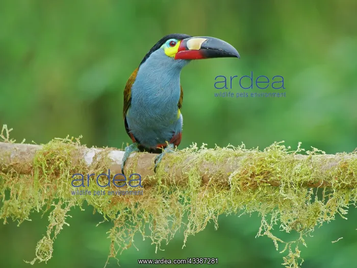 : Plate Billed Mountain Toucan Andigena laminirost : Plate Billed Mountain Toucan Andigena laminirost