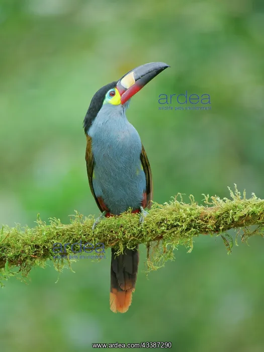 : Plate Billed Mountain Toucan Andigena laminirost : Plate Billed Mountain Toucan Andigena laminirost