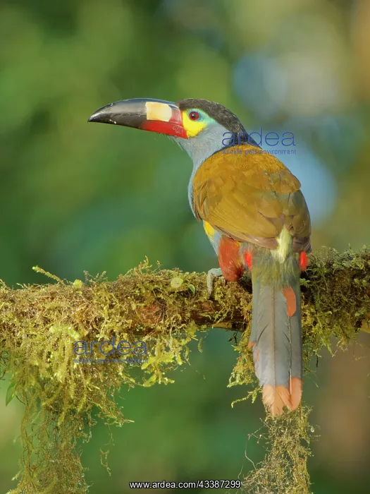  : Plate Billed Mountain Toucan Andigena laminirost