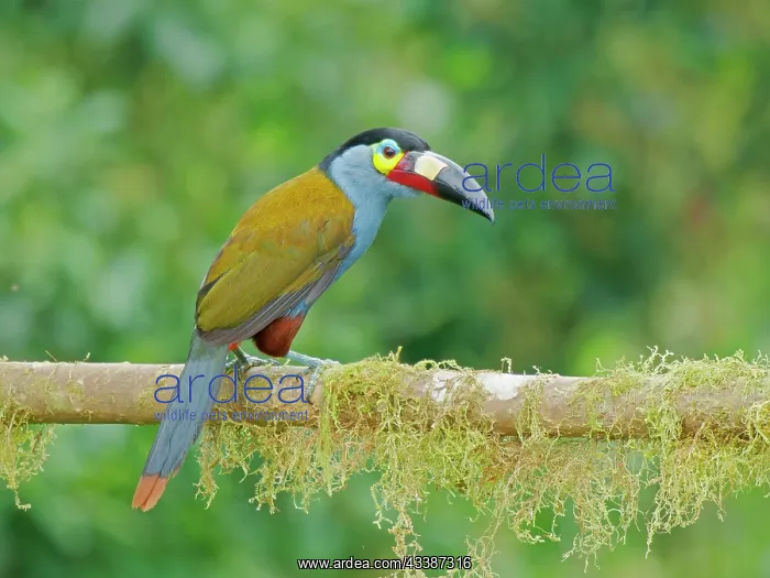 : Plate Billed Mountain Toucan Andigena laminirost : Plate Billed Mountain Toucan Andigena laminirost