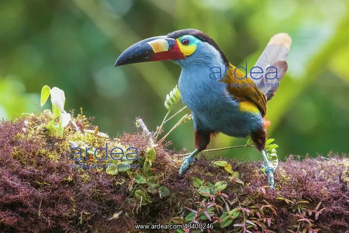 : Plate-billed mountain-toucan, cloud forest, Ecuador : Plate-billed mountain-toucan, cloud forest, Ecuador