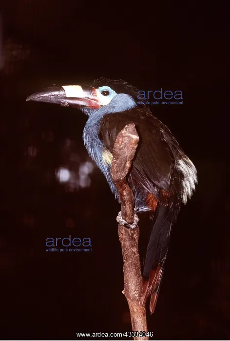 : PLATE BILLED MOUNTAIN TOUCAN - perched on post : PLATE BILLED MOUNTAIN TOUCAN - perched on post