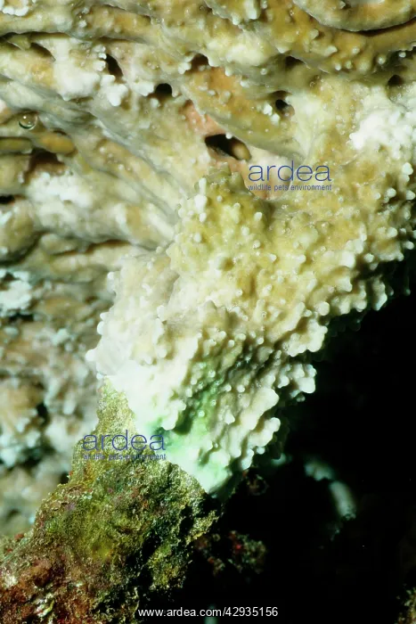 : Plate coral. Tissue from the plate coral is over-growing : Plate coral. Tissue from the plate coral is over-growing