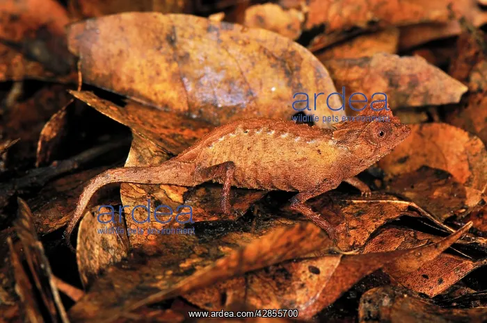  : Plated Leaf Chameleon