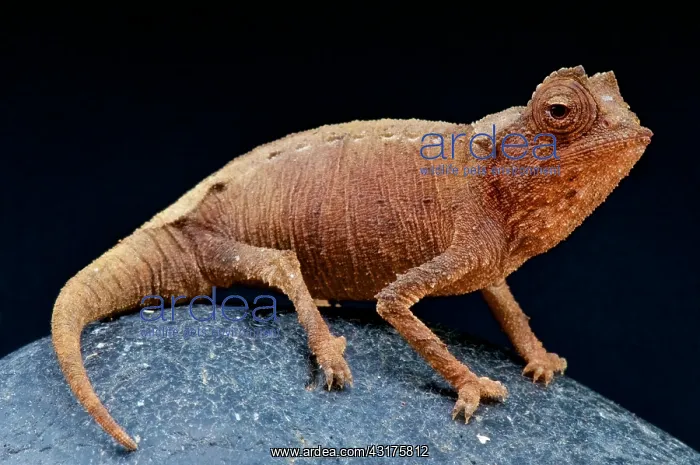 : Plated leaf Chameleon (Brookesia stumpffi), Madagascar : Plated leaf Chameleon (Brookesia stumpffi), Madagascar