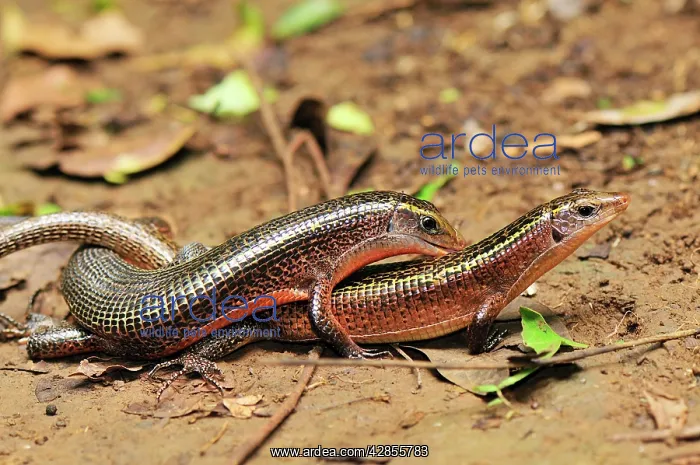 : Plated Lizard - mating : Plated Lizard - mating