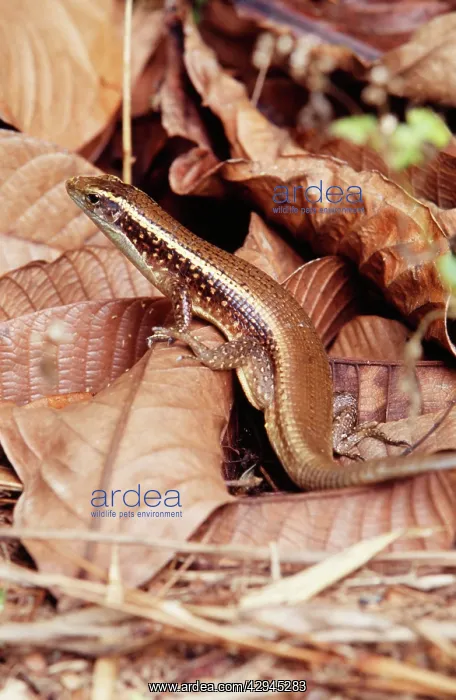 : Platid LIZARD - in fallen leaves, endemic : Platid LIZARD - in fallen leaves, endemic