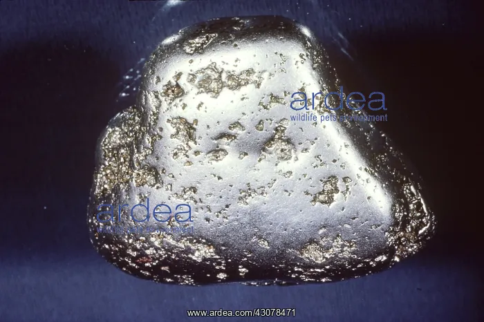 : Platinum Nugget : Platinum Nugget