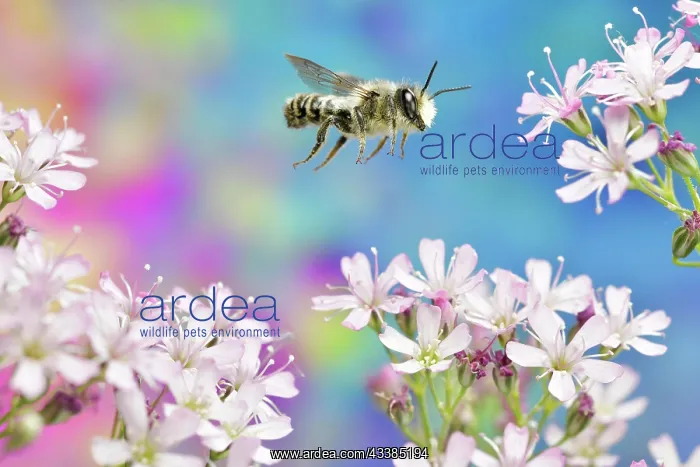 : Platter Pea Mortar Bee (Megachile ericetorum) in f : Platter Pea Mortar Bee (Megachile ericetorum) in f