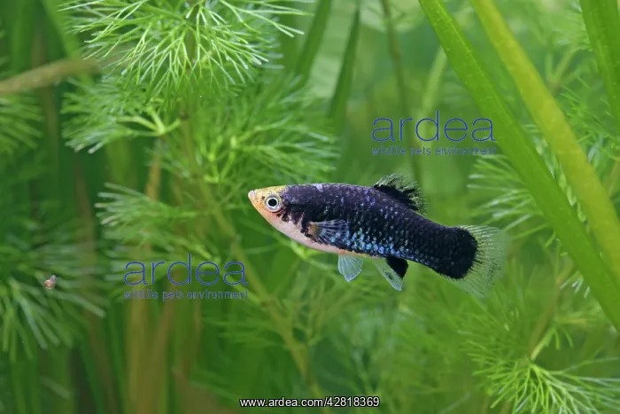 : Platy - female : Platy - female