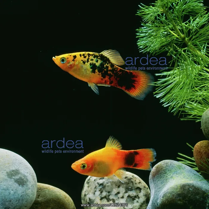  : Platy Fish