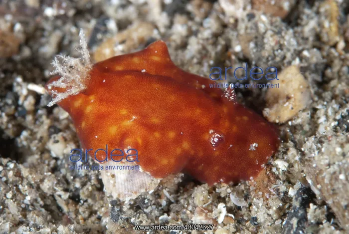 : Platydoris Nudibranch : Platydoris Nudibranch