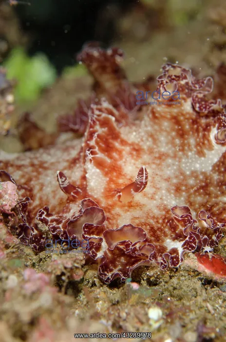 : Platydoris Nudibranch - on night dive : Platydoris Nudibranch - on night dive