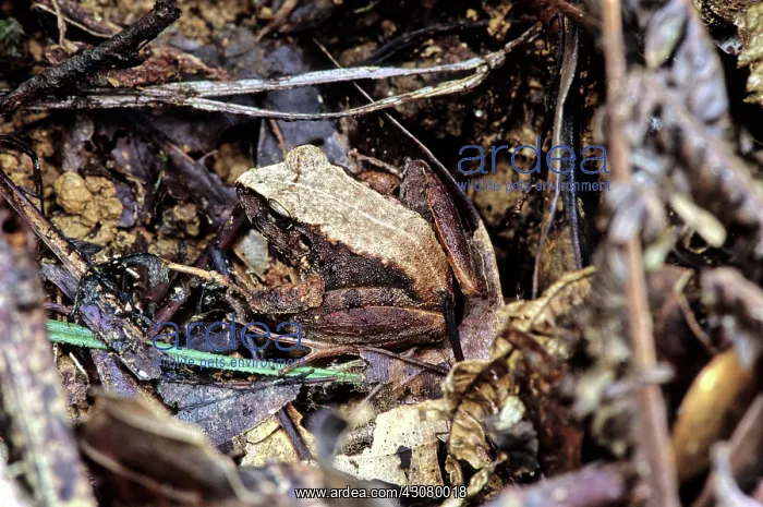  : Platymantis Dorsalis