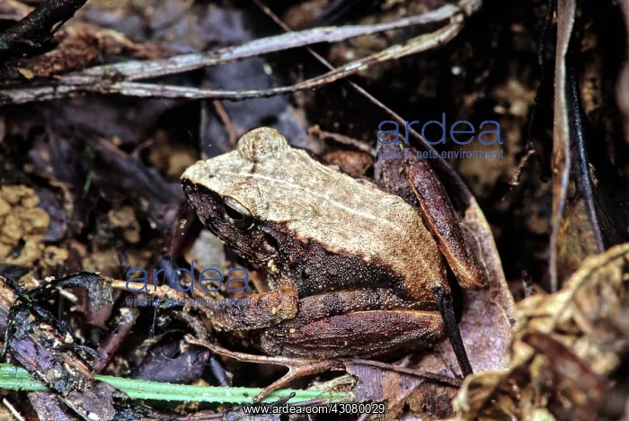 : Platymantis Dorsalis : Platymantis Dorsalis