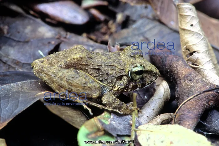 : Platymantis Dorsalis : Platymantis Dorsalis