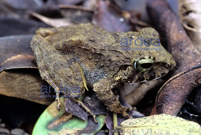  : Platymantis Dorsalis