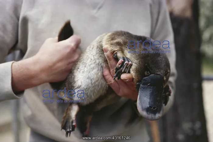 : Platypus. A park ranger holds a platypus (Ornithorhynchus anatinus) : Platypus. A park ranger holds a platypus (Ornithorhynchus anatinus)