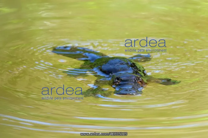 : Platypus - adult floating on the surface of a river : Platypus - adult floating on the surface of a river