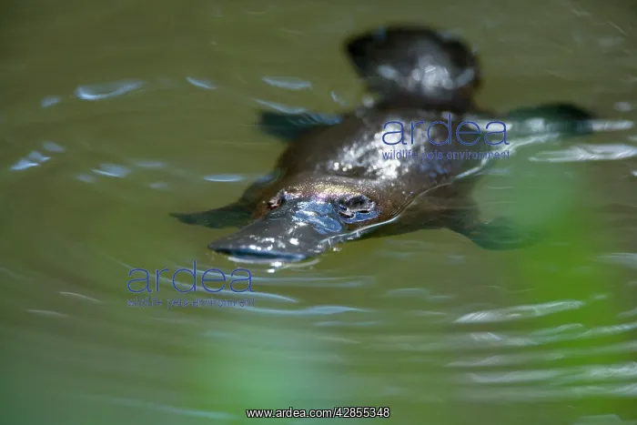 : Platypus - adult floating on the surface of a river : Platypus - adult floating on the surface of a river