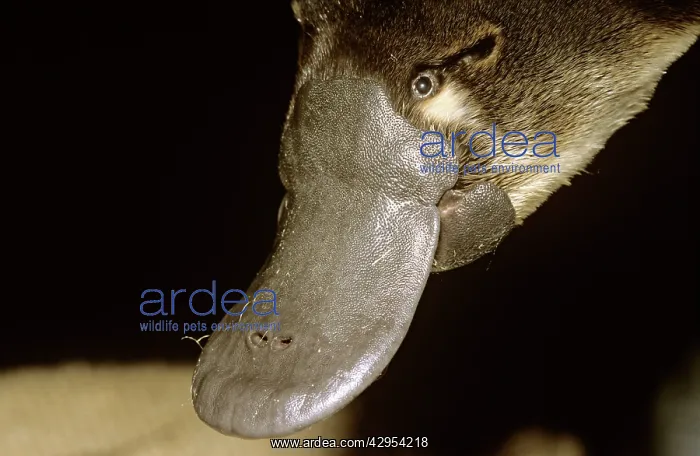 : Platypus - adult male close up of head : Platypus - adult male close up of head