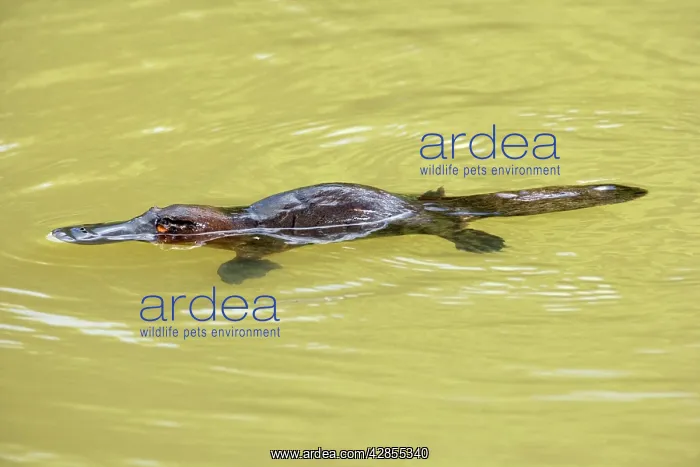 : Platypus - adult swimming in a river collecting food : Platypus - adult swimming in a river collecting food