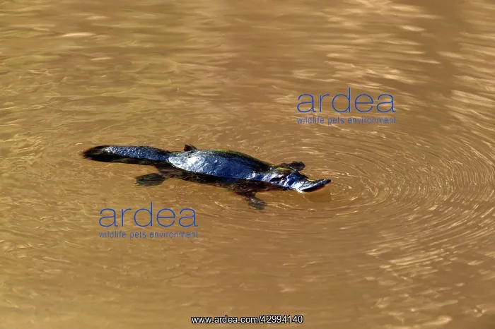 : Platypus - chewing food on surface using gringing plates : Platypus - chewing food on surface using gringing plates