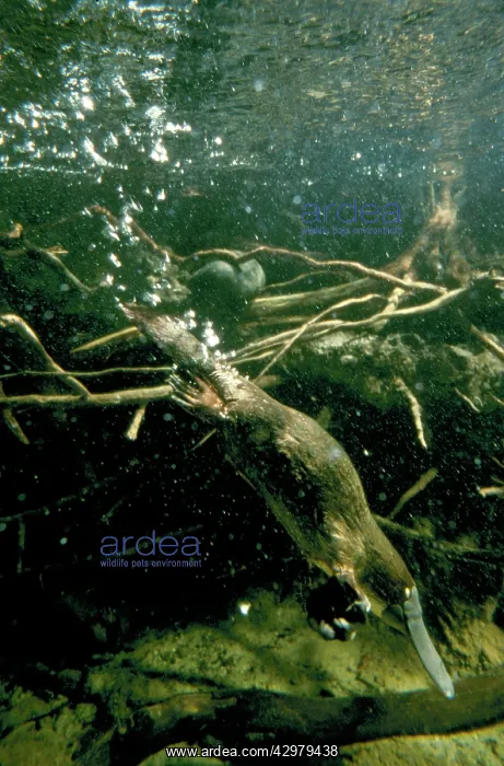 : Platypus - diving under water : Platypus - diving under water