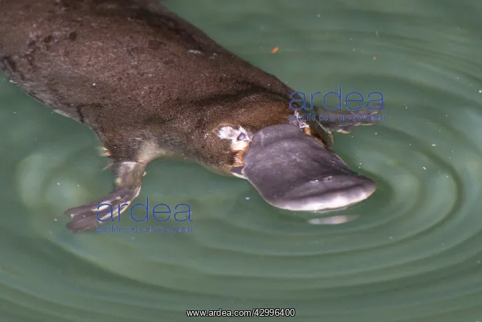 : Platypus feeding on surface : Platypus feeding on surface