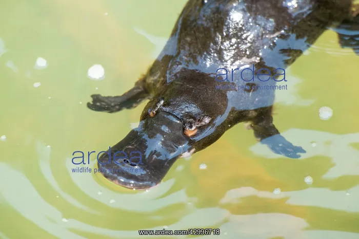 : Platypus feeding on surface : Platypus feeding on surface