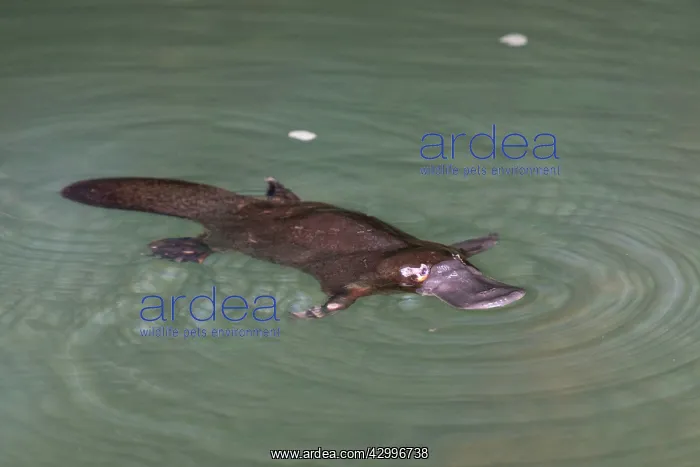 : Platypus feeding on surface : Platypus feeding on surface