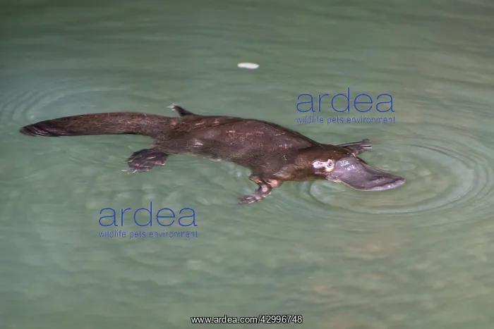 : Platypus feeding on surface : Platypus feeding on surface