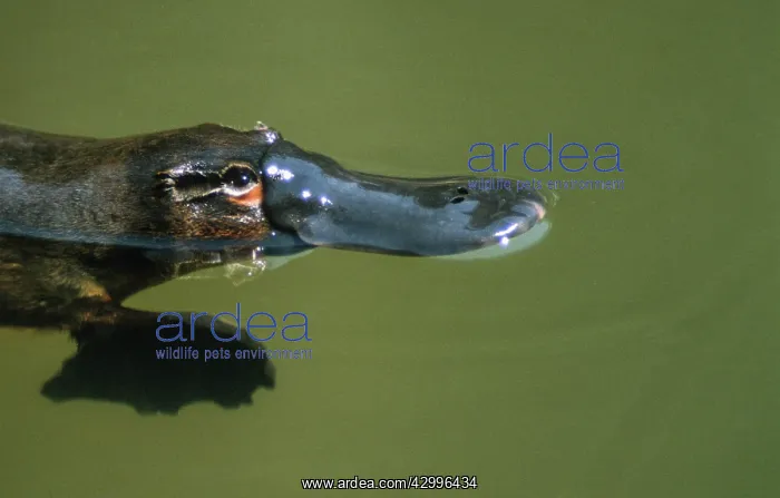 : Platypus feeding on surface cu head and bill : Platypus feeding on surface cu head and bill