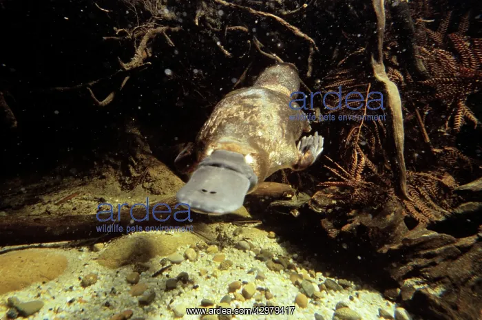 : Platypus - foraging under water : Platypus - foraging under water