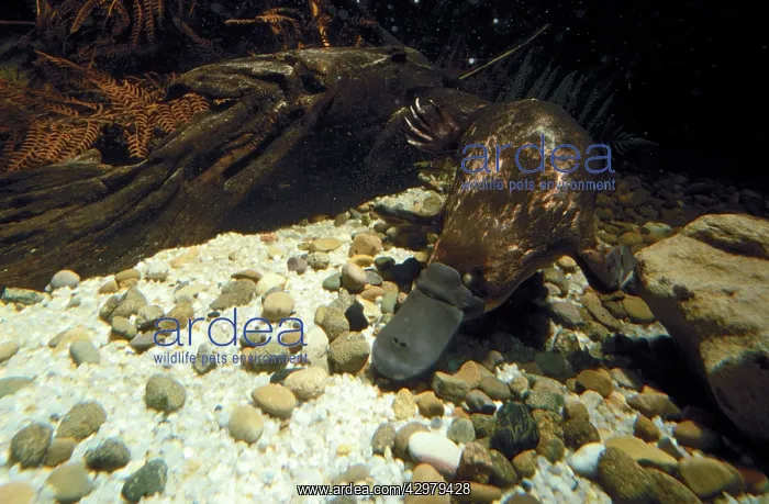 : Platypus - foraging under water : Platypus - foraging under water