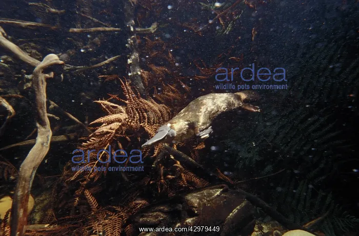 : Platypus - foraging under water : Platypus - foraging under water