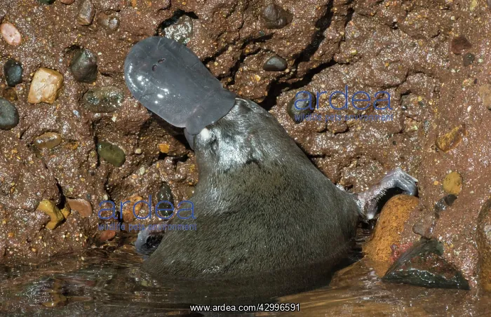  : Platypus male grooming on surface