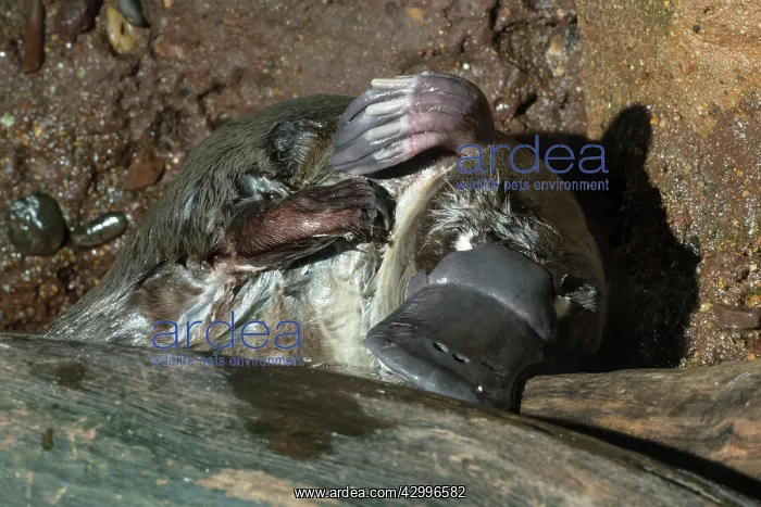 : Platypus male on log beside pool grooming its fur captive : Platypus male on log beside pool grooming its fur captive