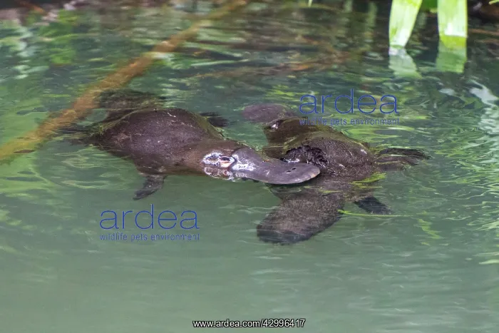 : Platypus male (rear) touching female's tail area : Platypus male (rear) touching female's tail area
