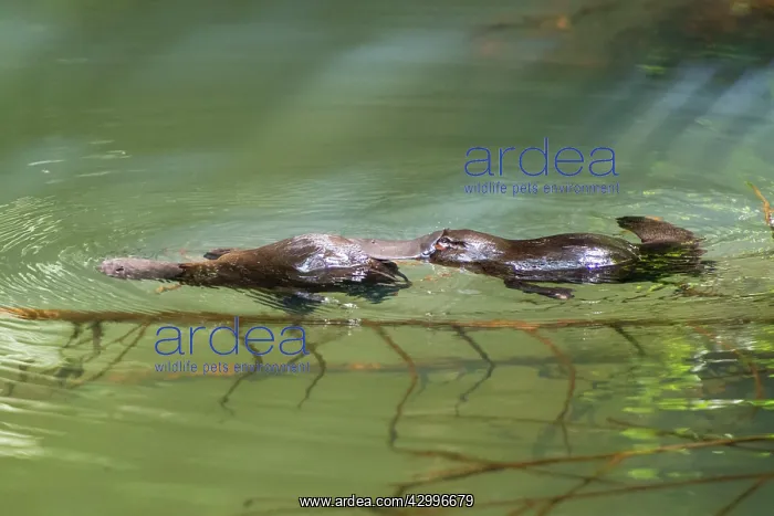 : Platypus male (rear) touching female's tail area : Platypus male (rear) touching female's tail area