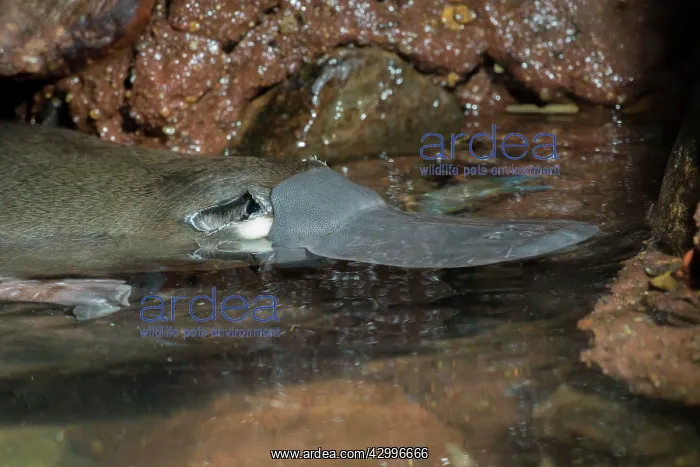 : Platypus male resting on pool edge showing electro : Platypus male resting on pool edge showing electro