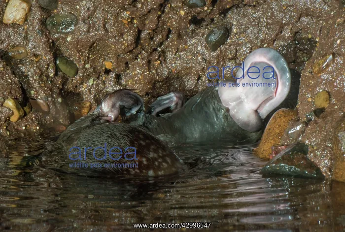 : Platypus male scratching its fur howing venemous : Platypus male scratching its fur howing venemous